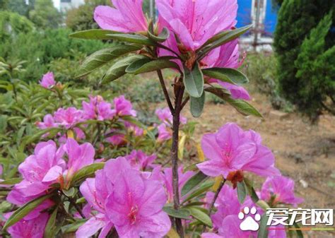 白色杜鵑花花語|杜鵑花的花語是什麼？含義與象徵 